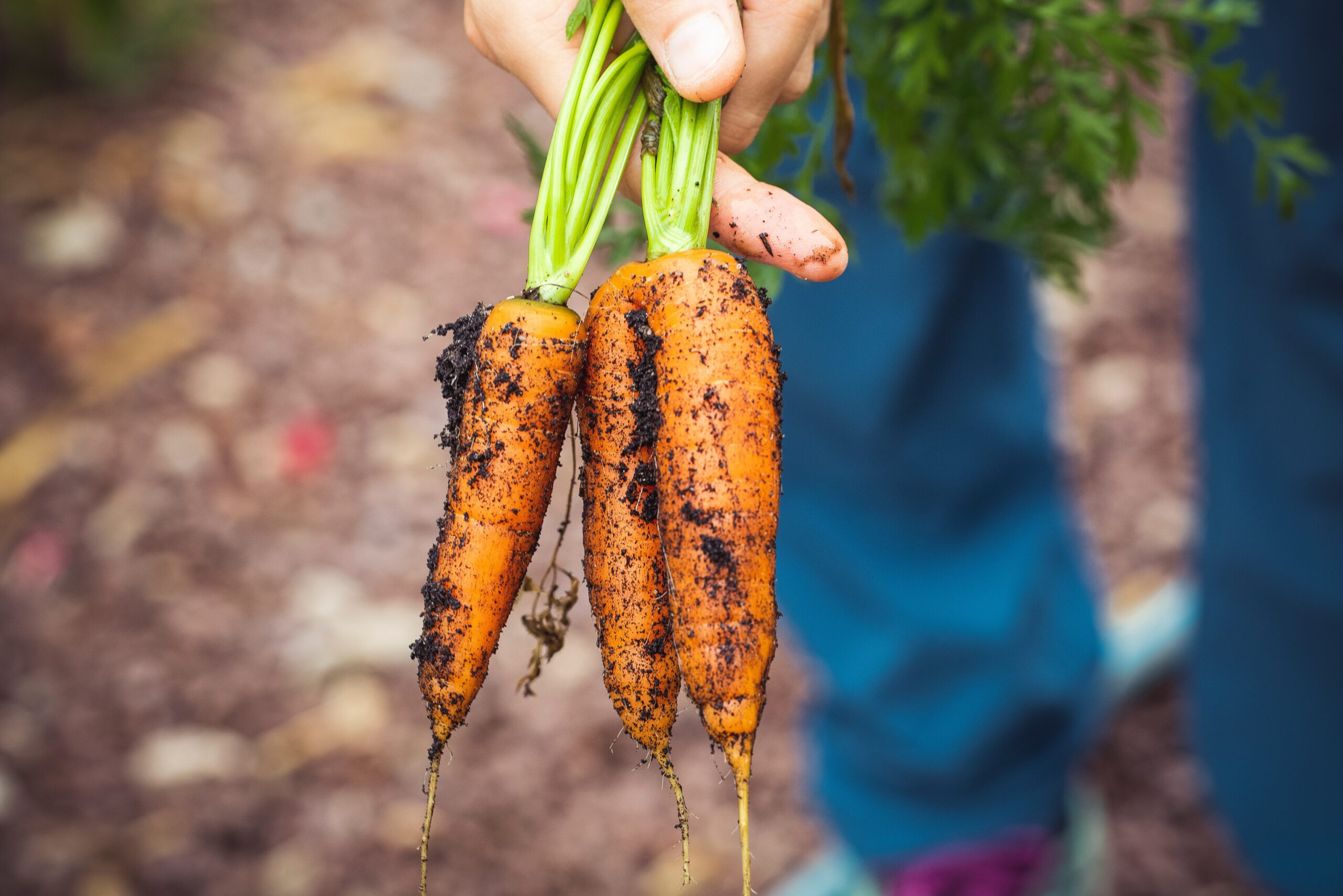 AB – Agriculture Biologique France