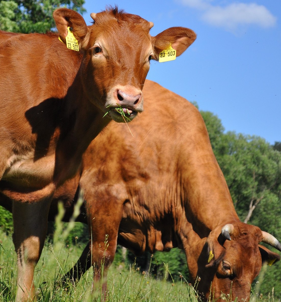 cows grazing 2