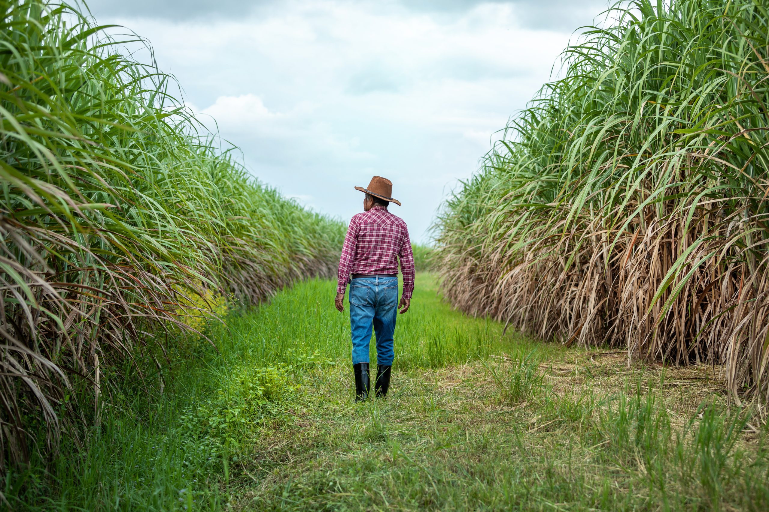 Sugar cane