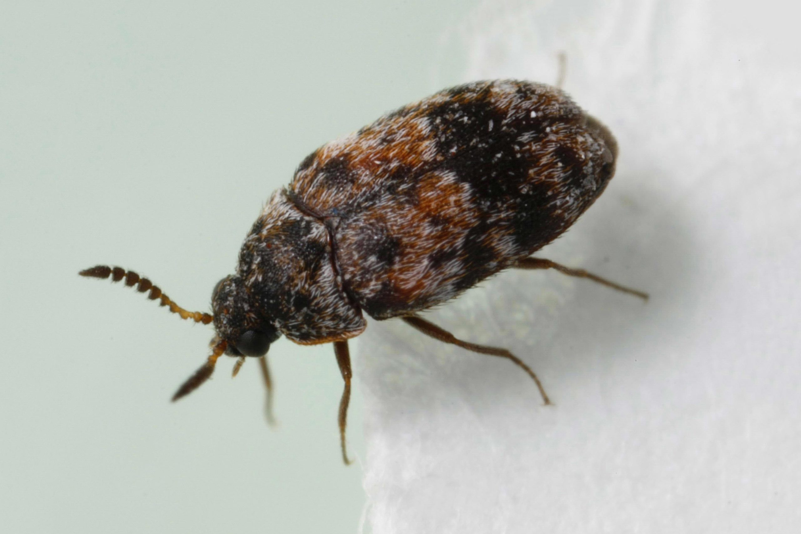 Warehouse Beetle (Trogoderma Variabile) – Web