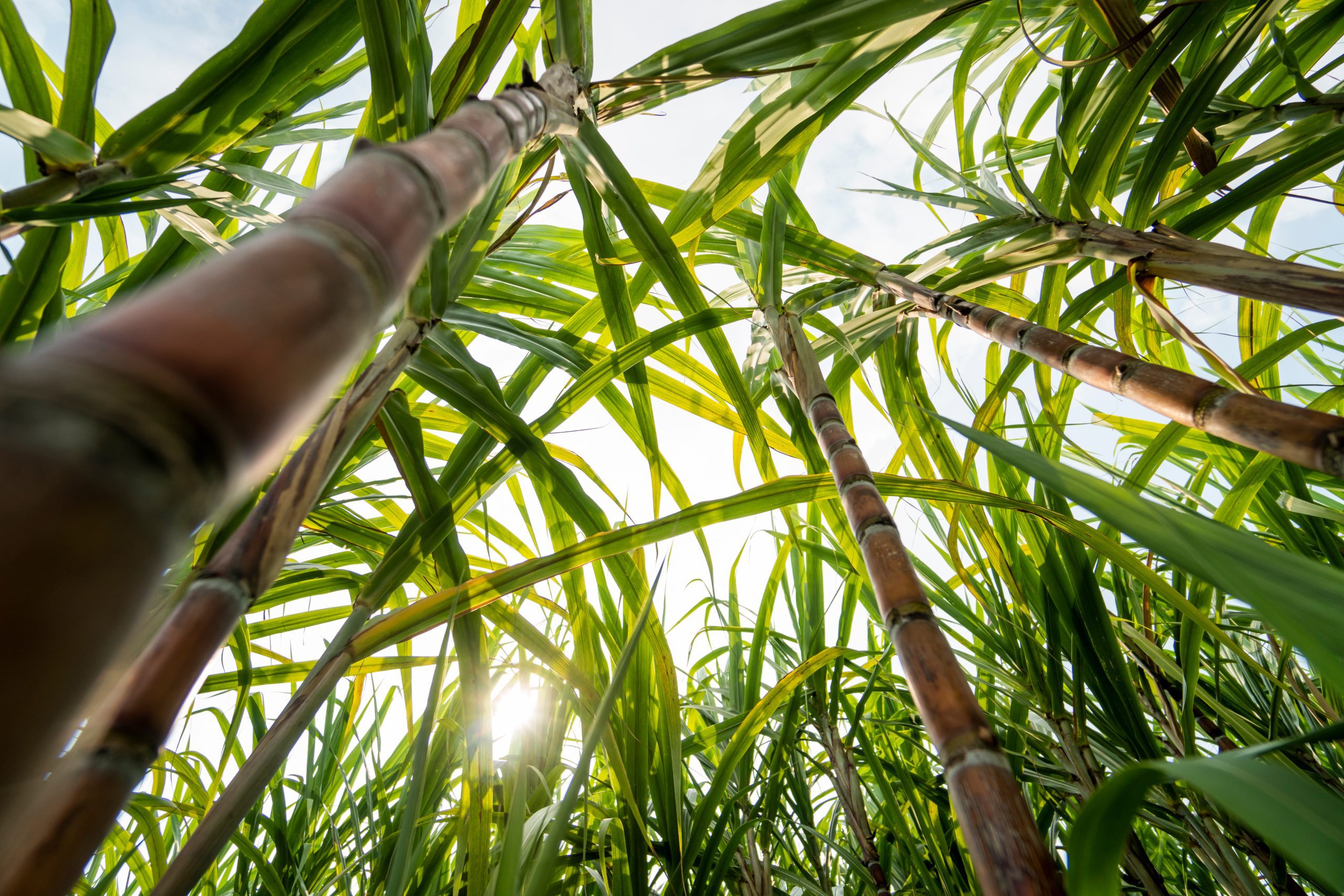 Sugarcane planted